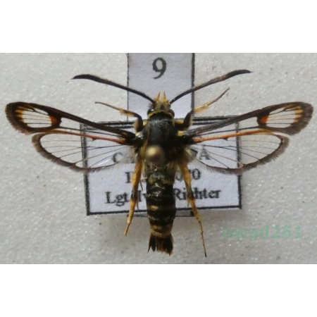 Bembecia ichneumoniformis (Denis & Schiffermüller, 1775) Przeziernik sześciopręgi Slovakia9n